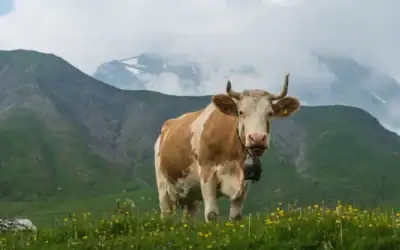 Simmentaler runderen, wat je moet weten als bewuste vleeseter